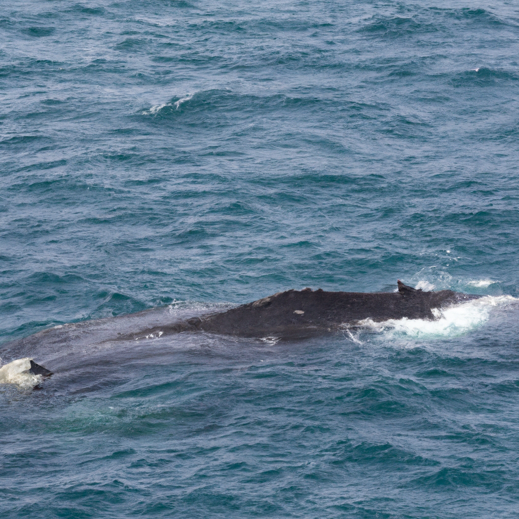 Oceanic Migration: Whale Watching and Marine Mammals